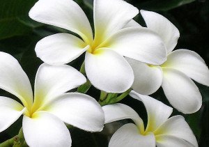 white-plumeria-james-temple[1]