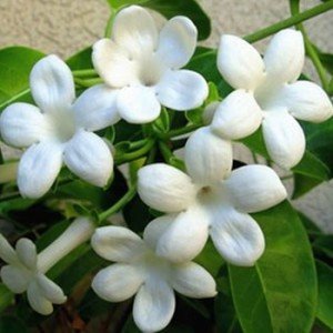 White.Stephanotis[1]